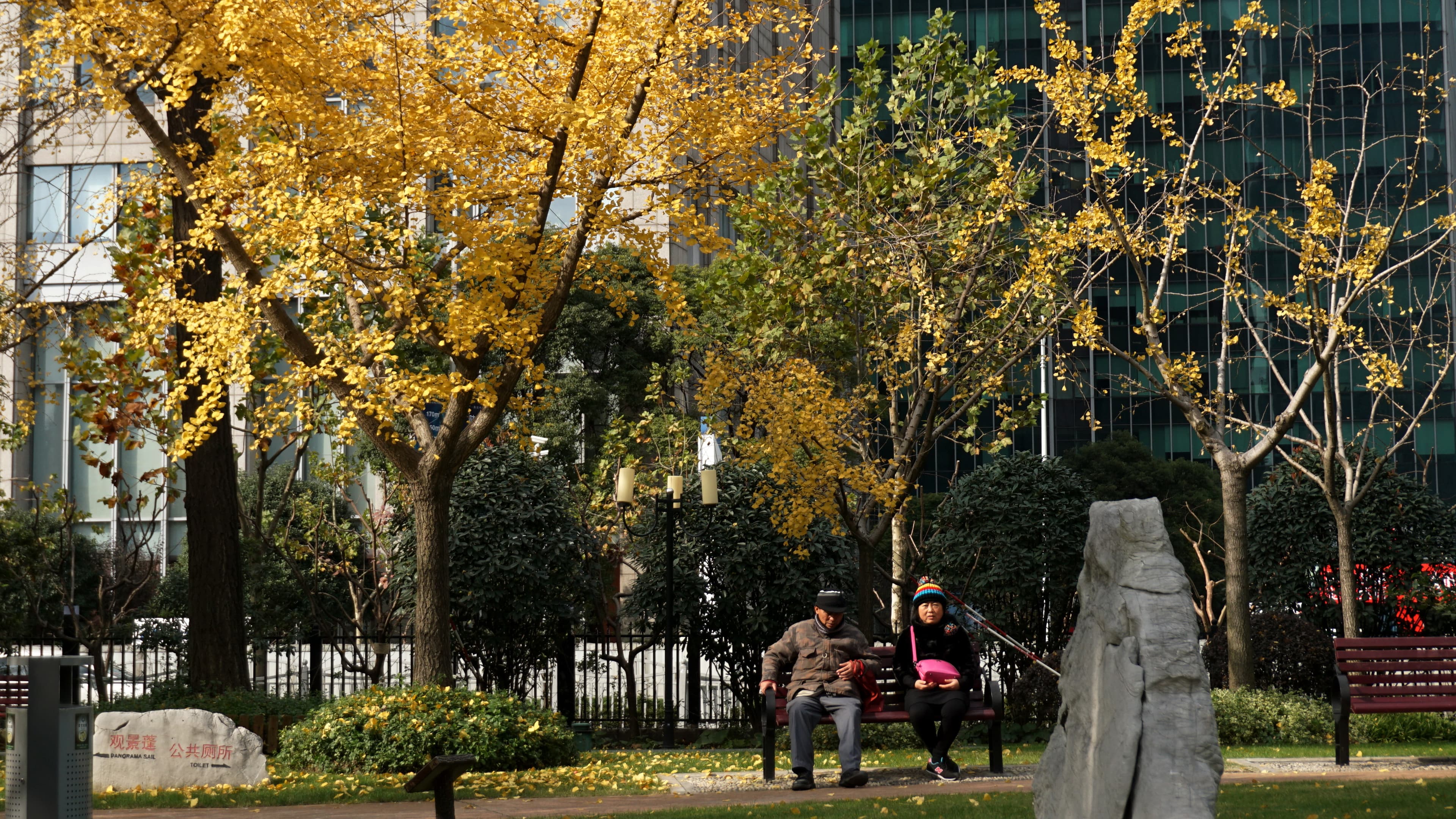 Elderly East Asian couple sitting together on a park bench under golden ginkgo trees in an urban park
